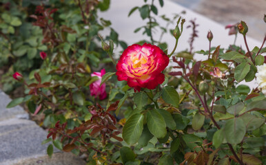 Damascena roses in Damascena complex, Rose Valley in Bulgaria