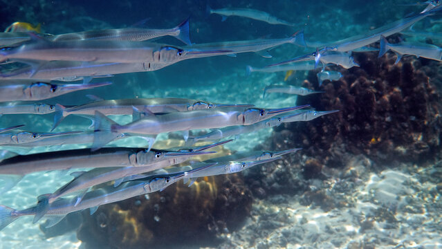 School of reef needlefish or Belonidae hunting on a coral reef. Snorkeling scuba and diving background. Underwater photo of marine wild life. Group of predator fishes swimming in sun rays