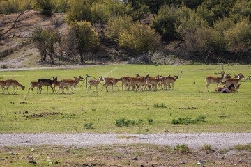 Naklejka na ściany i meble Deers in Biopark, part of Damascena complex, Skobelevo village in Rose Valley in Bulgaria