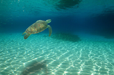 Obraz na płótnie Canvas a beautiful green turtle in danger of extinction in the caribbean sea