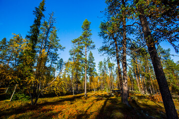 Fototapeta premium Autumn landscape in Yllas Pallastunturi National Park, Lapland, Finland