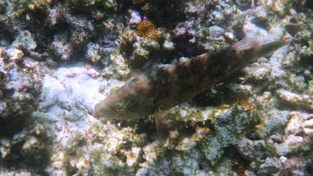 Underwater video of Cheilinus trilobatus or Tripletail wrasse swimming among coral reefs in Andaman Sea. Tropical sea fish on snorkeling or dive on island. Marine life of Thailand