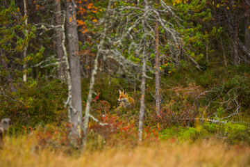 Red fox in autumn in Kuusamo, Lapland, Finland