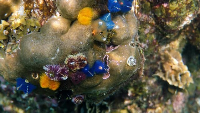 Underwater video of Christmas Tree Worms or Spirobranchus giganteus in the coral reef of the Gulf of Thailand. Colorful christmas tree worms growth on a coral