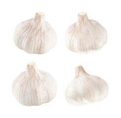 Obraz premium garlic isolated on white. the entire image is sharpness. natural view. 