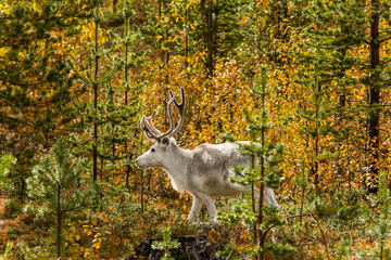 Reindeers in Autumn in Lapland, Northern Finland. Europe