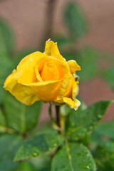 the close up of a yellow rose in a garden in madeira portugal