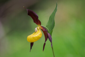 Sabot de Venus (Cypripedium Calceolus), European orchid in the Vercors (France)