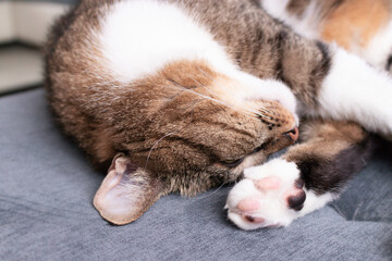 Fototapeta na wymiar Gray shorthair domestic tabby cat lying on a couch. Selective focus.