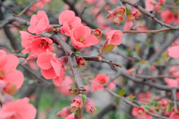 beautiful macro blooming pink flowers on defocused tree background, fresh floral natural wallpaper