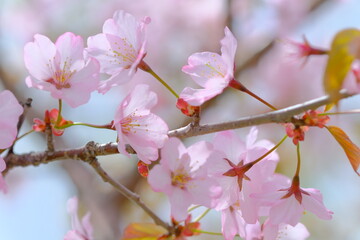 エゾヤマザクラ