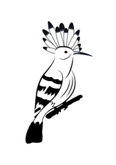 Eurasian Hoopoe or Common hoopoe vector isolated on white. Hoopoe (Upupidae) bird sitting on a branch. 