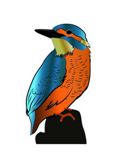 King fisher (Alcedinidae ) vector isolated on white. Cartoon bird icon.
