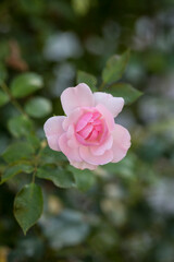 Perfect Pastel Pink Rose Close Up