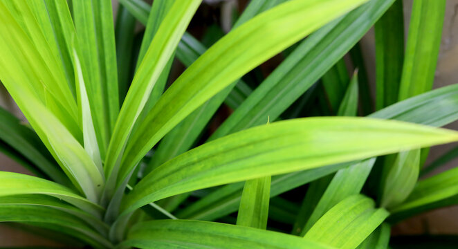 Fresh Green Pandan Leaf