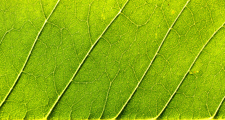 Macro green background of leaves