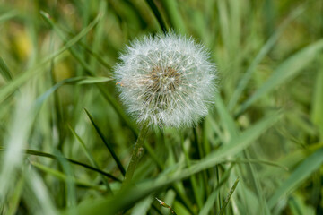Dandelion seed pod on grass background. Syamyannaya head of a dandelion. Selective focus.