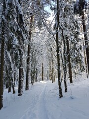 Narrow path between trees in a snowy forest.