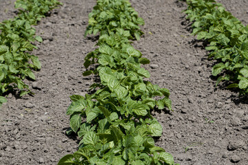 Potato bushes. Potato stalk in the garden. Young potato sprouts sprout from the ground.Selective focus.