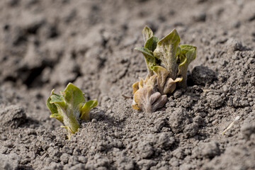 Young potato sprouts sprout from the ground. Potato bushes. Potato stalk in the garden. Selective focus.