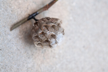 アシナガバチの巣のクロースアップ  蜂の巣 日本