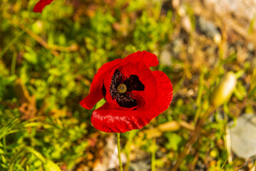 CAMLI, TURKEY: Red poppy flowers in a wild field. Poppies meadow
