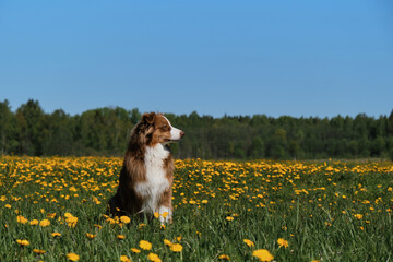 Young brown Australian Shepherd puppy sits in field of yellow dandelions in village and poses against clear blue sky on sunny spring day. Thoroughbred dog Aussie among wild flowers. Portrait profile.