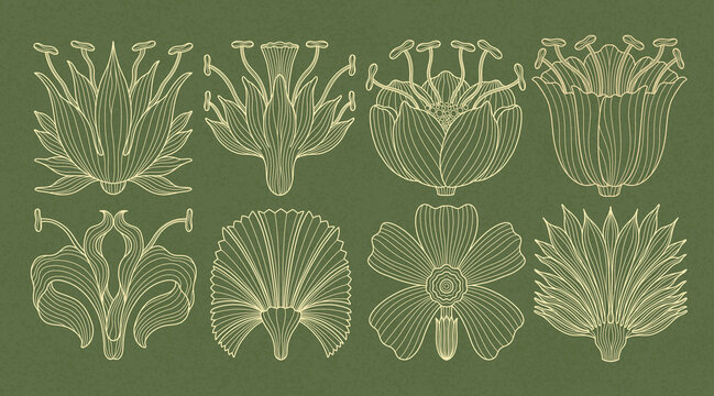 Art nouveau style flower plant basic element. 1920-1930 years vintage design. Symbol motif design.