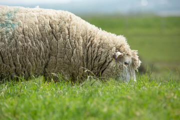 portrait of merino sheep looking over its pasture of summer green grass Devon uk England 