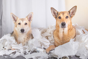 Two Bad Dogs in the middle of mess sitting and looking up on their owner