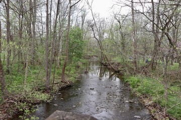 Obraz premium The peaceful flowing stream in the woods.