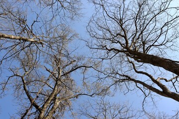 The bare tree branches and the blue sky background.