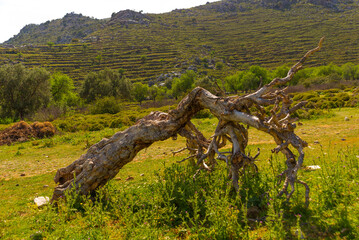 BOZBURUN, MUGLA, TURKEY: Beautiful mountain landscape and a broken old tree in Bozburun village