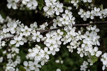 White cherry flowers. Horizontal spring background