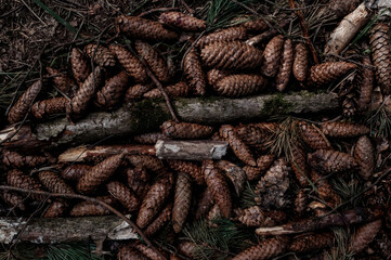 Accumulation of fir cones on the ground