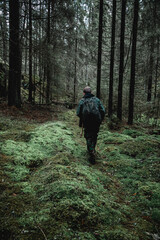 Moody forest trees in Norway