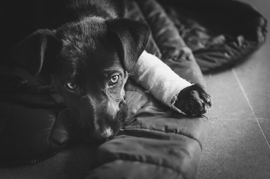 homeless puppy with a broken leg