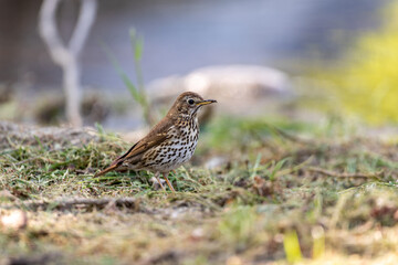 Song thrush on  grass