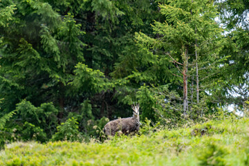 a young chamois female, rupicapra rupicapra, in the change of coat at a spring morning on the...