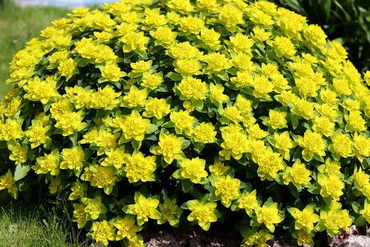 Shrub Euphorbia multiflowered. Beautiful natural background. Yellow flowers with green leaves. Selective focus