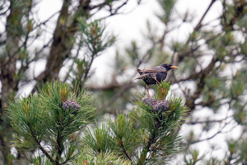 a starling, sturnus vulgaris, perched on a swiss stone pine, pinus cembra, at a spring day