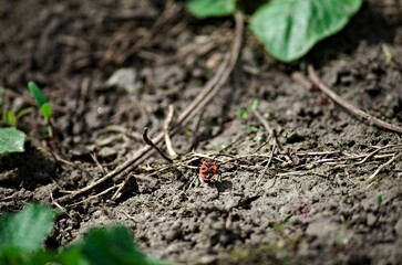 an insect in macro in the midst of plants resembling a large forest, relative to its small body