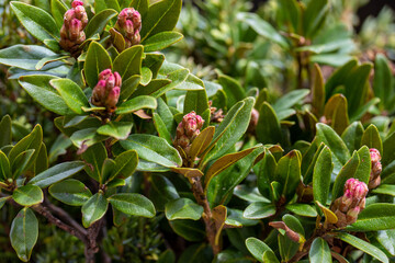 the pink bud of a alpine rose, Rhododendron hirsutum, in spring on the mountains