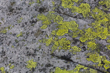 Yellow Moss and lichen, fungus on rocks in the mountains. Sandstone rock formations of the Carpathians Gorgany range.grey abstract stone texture background