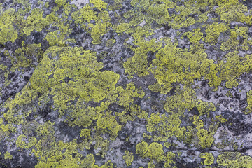 Yellow Moss and lichen, fungus on rocks in the mountains. Sandstone rock formations of the Carpathians Gorgany range.grey abstract stone texture background