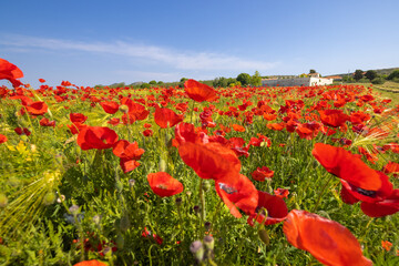 A wheat field with a red poppy
