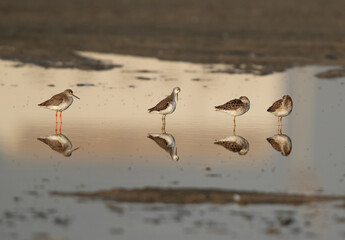 Redshanks and greenshanks at Asker marsh with reflection on water, Bahrain
