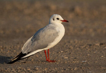 Black-headed gull in breeding plumage  at Asker marsh, Bahrain