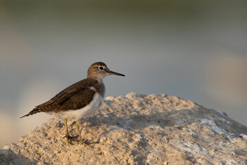 Common Sandpiper at Asker Marsh , Bahrain