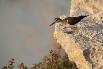 Common Sandpiper looking down from a rock at Asker Marsh , Bahrain